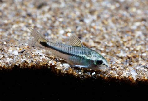 Cory Catfish Corydoras Popular Types Care And Setup