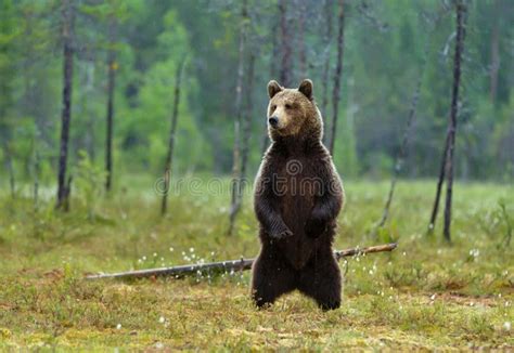Big Brown Bear Standing On His Hind Legs Stock Photo Image Of