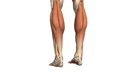 As these muscles contract and relax, they move skeletal bones to create movement of the body. Muscles of the Leg - Part 1 - Posterior Compartment - Anatomy Tutorial (... | nasm videos | Leg ...