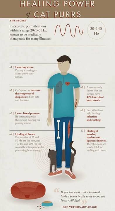 Reducing the risk of heart disease (cat owners have 40% less risk of having a heart attack). 1000+ images about cats on Pinterest | Back to, The o'jays ...