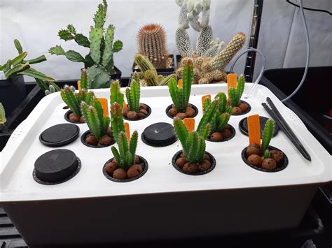The pot you use for your cacti can have adverse effects on the health of the plant if not chosen correctly. Update to my hydroponic cactus experiment. These ...