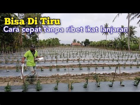 Cara Cepat Tanpa Capek Ikat Lanjaran Cabai YouTube