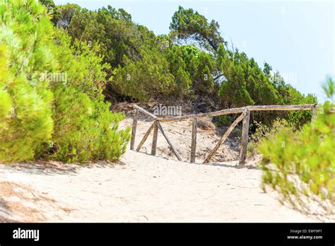 Sandy Path In Coniferous Forest Stock Photo Alamy