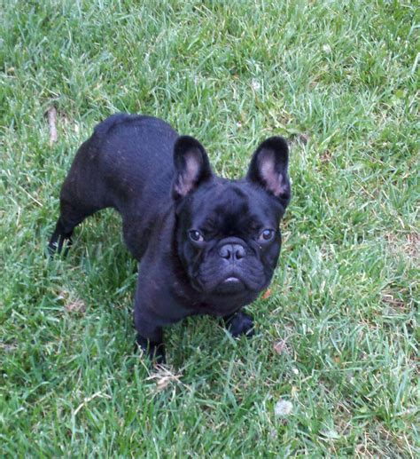 Featured famous dog with a french bulldog name. Fayme French Bulldogs: May 2012
