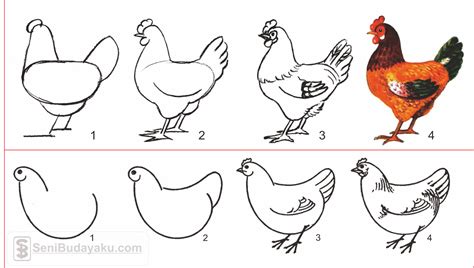100 Contoh Sketsa Gambar Ayam Berwarna Terbaru Postsid