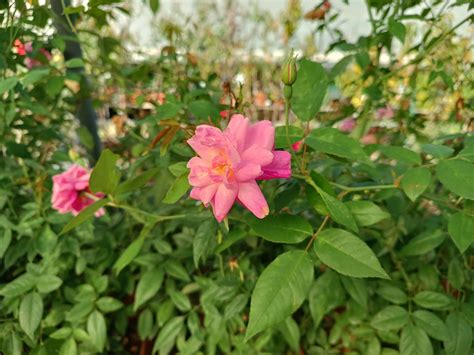 Rosa Old Blush Bengalensis