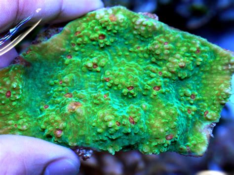How Reef Building Corals Attract Photosynthet Eurekalert