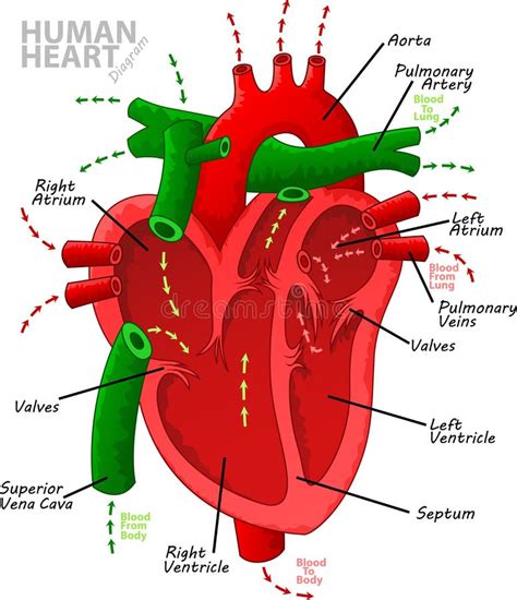 Structure Of Human Heart Vector Illustration Of Diagram Of Human Images