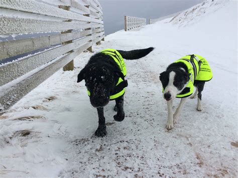 Adorable Video Shows Scotlands Oldest Avalanche Rescue Dog 103