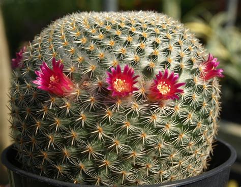 Facts About Cactus Flowers Best Flower Site