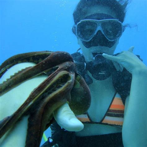 Octopus Playing With Diver Scuba Hawaii Gopro Customers Diving