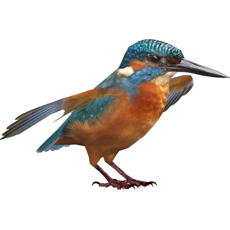 Kingfisher Png Hd Png Mart