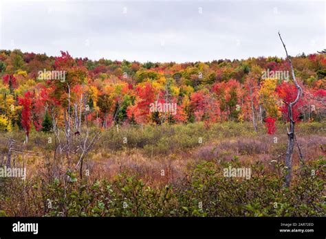 Hill Covered Of Colourful Trees During The Fall Color Season On A