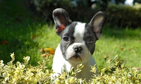 A Pet Owners Guide To The Frenchton
