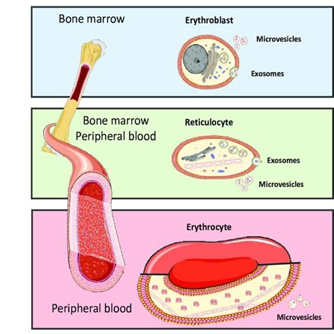 Source Of Red Blood Cells Most Blood Cells Develop From Bone Marrow