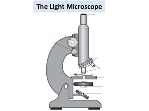 Light Microscope Diagram Simple Micropedia