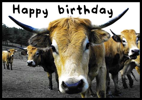 Funny Animal Birthday Wishes Birthday Greetings Cards