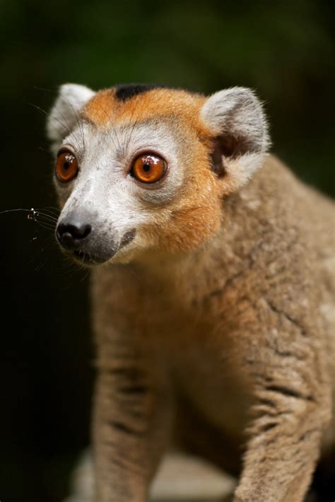 Crowned Lemur 8 Found During A Day Hike In Ankarana Nati Flickr
