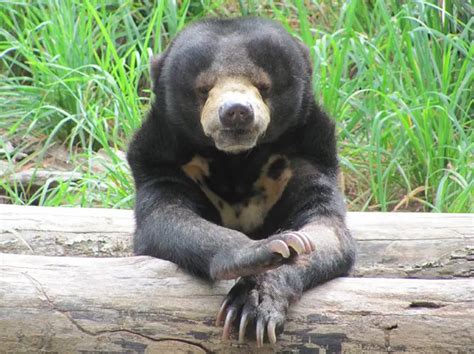 Sun Bear The Animal Facts Appearance Behavior Habitat Lifespan