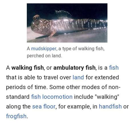 What Is Walking Fish