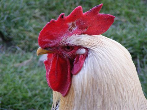 Rooster's head - cc0.photo