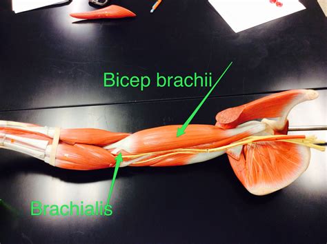 Biceps Brachii Anatomy Movies Films Cinema Movie Film Movie