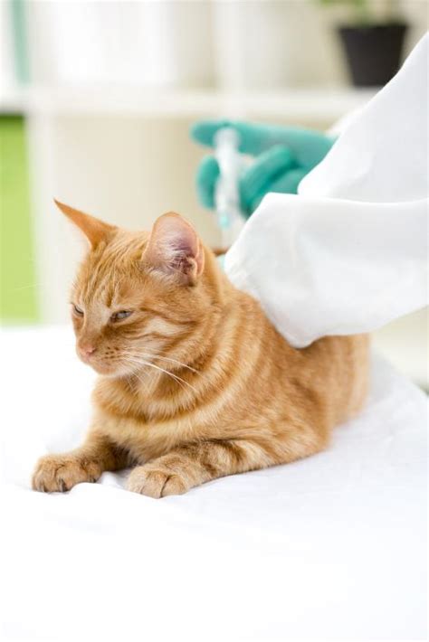 ** follow up boosters vaccines not included. Distemper in Cats - Causes, Symptoms and Treatment