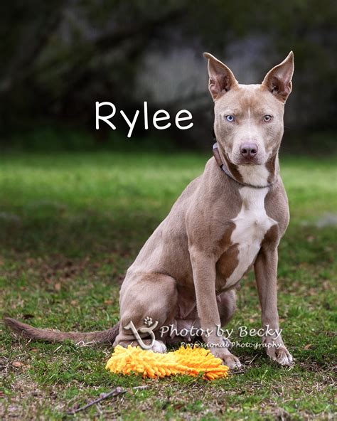 Animal Shelters in Savannah, GA - Pets TheCountyOffice