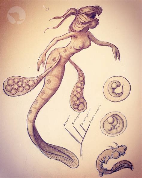 Mermay Day Sirenia Ovoviparus Life Stages The Ones On The Right