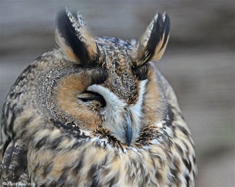 Long Eared Owl Wildlife Online