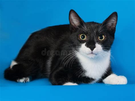 Red Fluffy Cat With Green Eyes Sitting On Gray Stock Photo