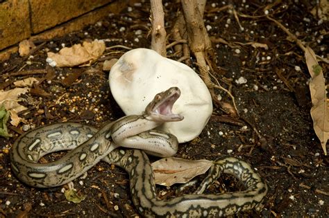 World Snake Day July 16th National Geographic Blog