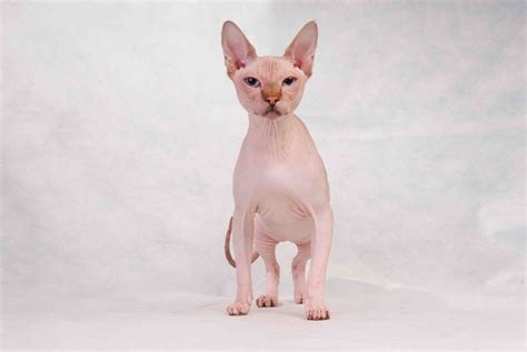 Sphynx Cat With Blue Eyes Posing On A White Background Wallpapers And