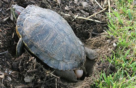 The turtle uses her hind legs to dig a nest and when it is ready she deposits the eggs. Turtle Laying Egg Photograph by Allan Levin