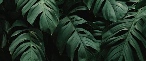 Philodendron Wallpapers Wallpaper Cave