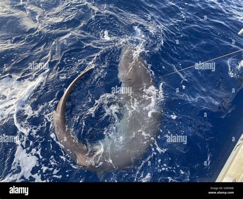 Bigeye Sixgill Shark Hexanchus Griseus Caught On A Deep Sea Research