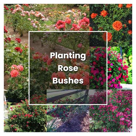How To Grow Planting Rose Bushes Plant Care And Tips Norwichgardener