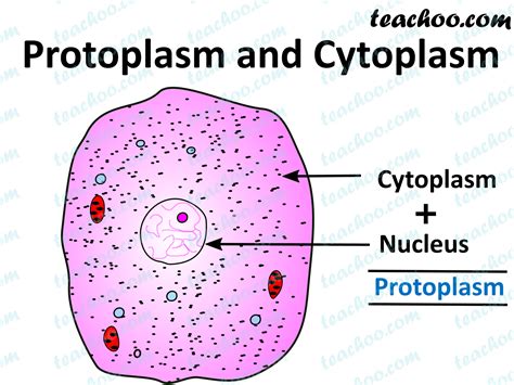Difference Between Protoplasm And Cytoplasm Teachoo Teachoo Questi