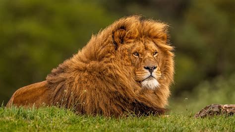 Lion Full Hd Images Download Carrotapp