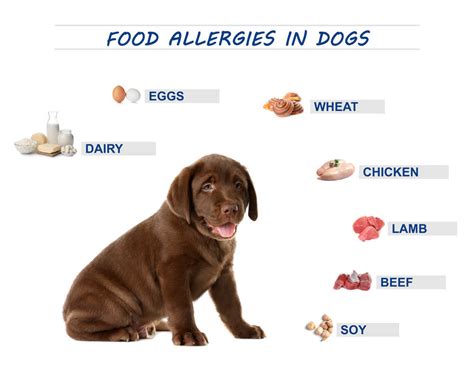 10 Common Pet Allergies And How To Treat Them Adanfopa Petcare