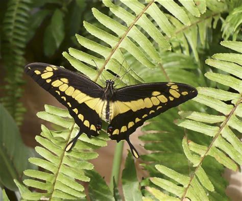 Awe Inspiring Facts About The Beautiful Swallowtail Butterflies