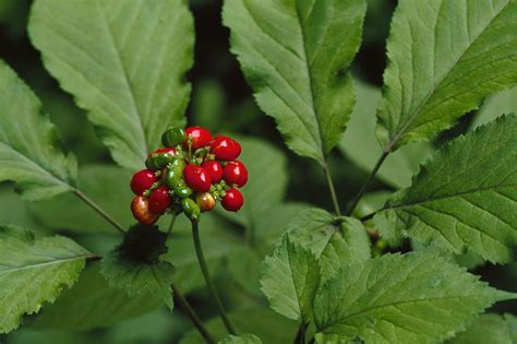 Finding and Harvesting the American Ginseng Plant