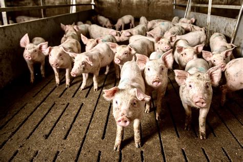 Industrial Pig Farm World Animal News
