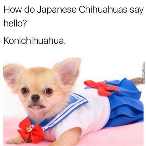 Chihuahua Fact Anime Amino