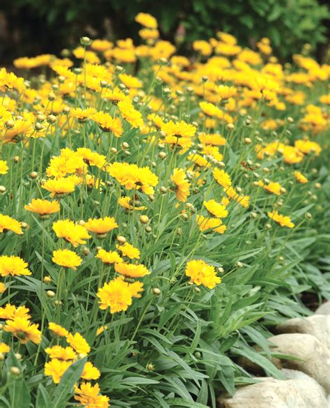 An Easy To Grow Perennial Early Sunrise Coreopsis Zones 4 9 Produces