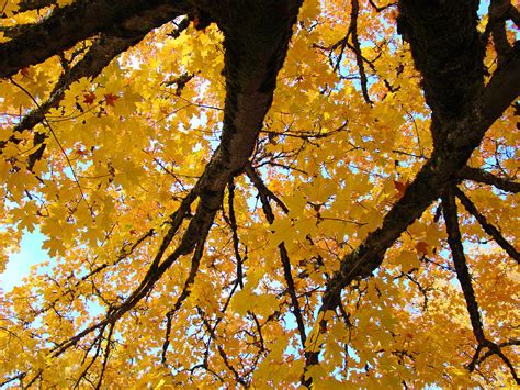 Yellow Fall Trees Prints Autumn Leaves Photograph By Baslee Troutman