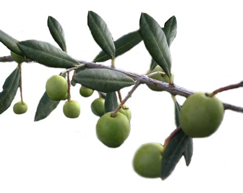 Olive Oil Food Olive Garden Background Olives Transparent Png
