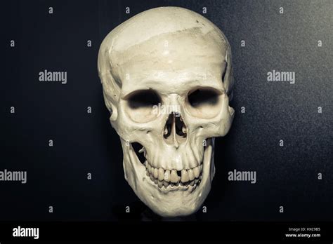 Human Skull On Dark Grey Background Stock Photo Alamy