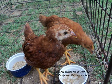 Help Identify Sex Of 7 Week Rhode Island Reds Backyard Chickens Learn How To Raise Chickens