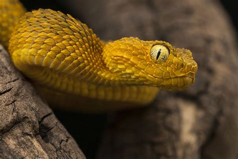 500px 25 Terrifyingly Awesome Snake Portraits 500px
